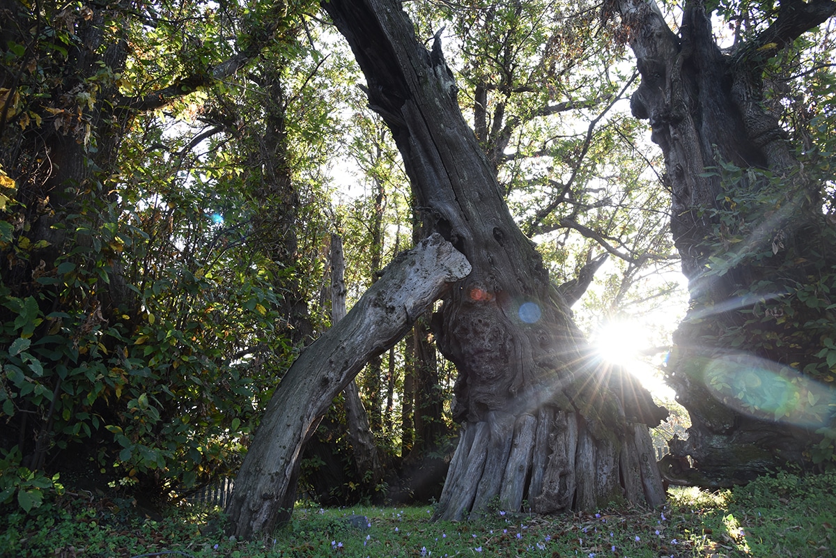3000 Jahrebaum Edelkastanie Sizilien1