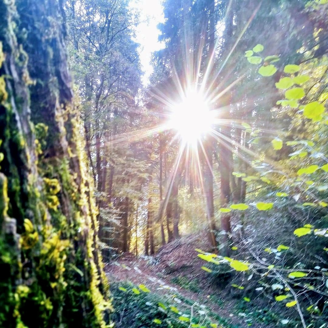 Sonne scheint in den Wald